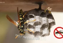 how-to-get-rid-of-wasps-with-vinegar-instantly